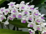 Nhà đẹp - Tên và hình ảnh các loại hoa phong lan đẹp, phổ biến nhất dành cho người mới chơi