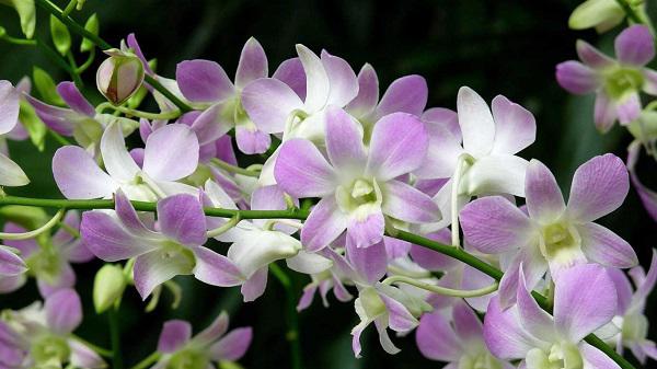 Top 5 Loài hoa lan đẹp nhất với sắc hoa tinh tế và mùi hương thơm phức đặc trưng