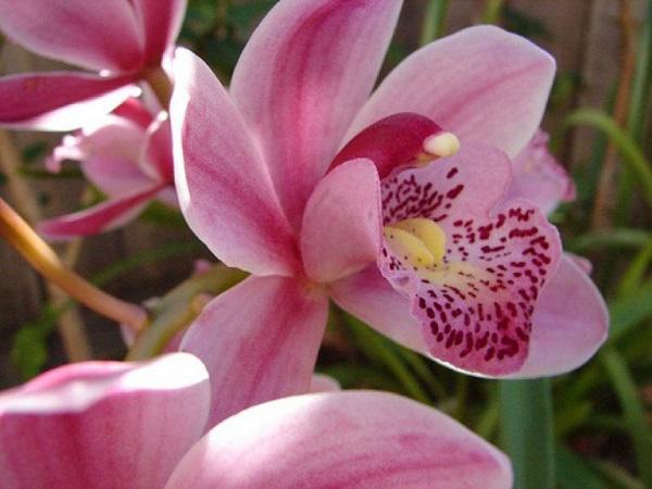 Tên và ảnh các loài hoa lan đẹp nhất và phổ biến nhất cho người mới bắt đầu - 12