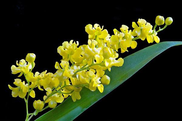 Tên và ảnh của các loài hoa lan đẹp nhất và phổ biến nhất cho người mới bắt đầu - 6
