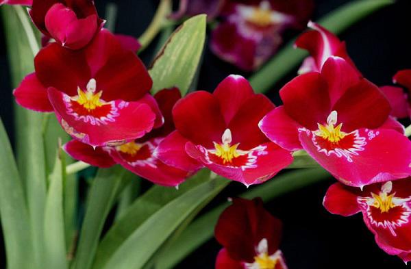 Tên và ảnh các loài hoa lan đẹp nhất và phổ biến nhất cho người mới bắt đầu - 7