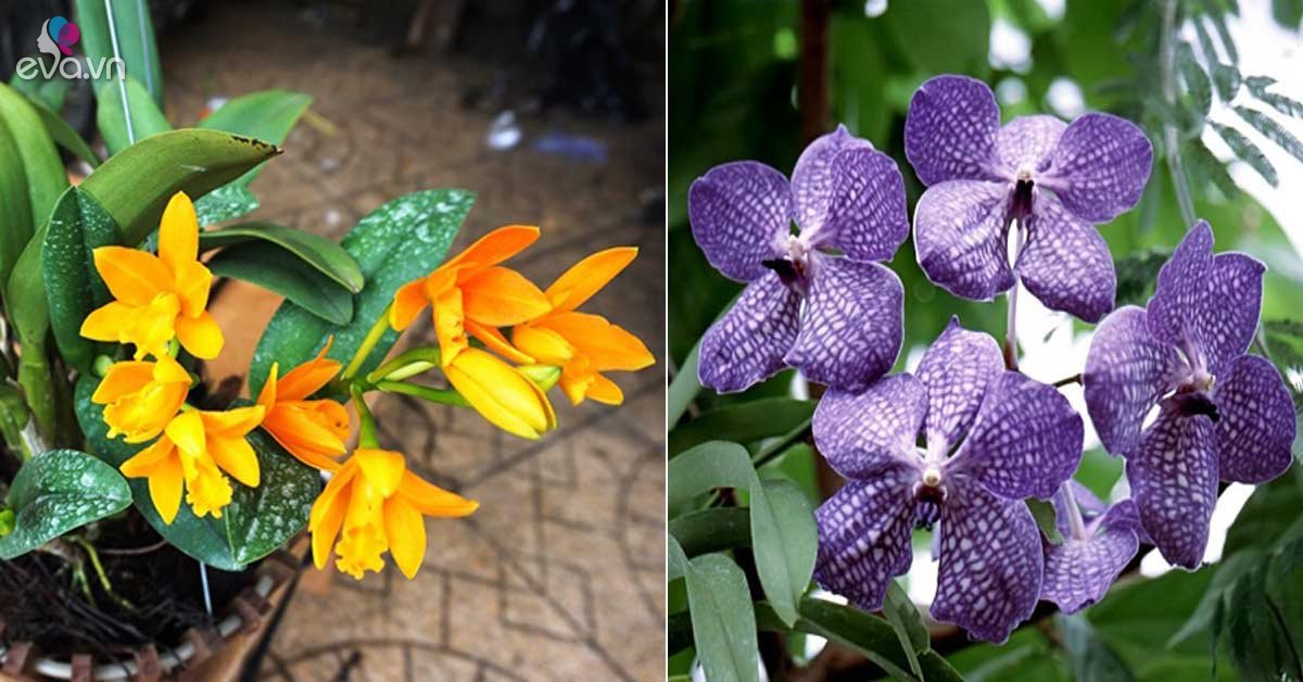 Các loại Hoa Lan đẹp nhất Việt Nam và hình ảnh hoa đẹp | Kisusushi.vn - Ẩm Thực kisusushi.vn