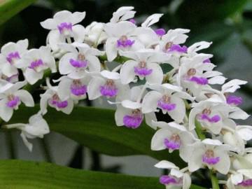 Tên và hình ảnh các loại hoa phong lan đẹp, phổ biến nhất dành cho người mới chơi