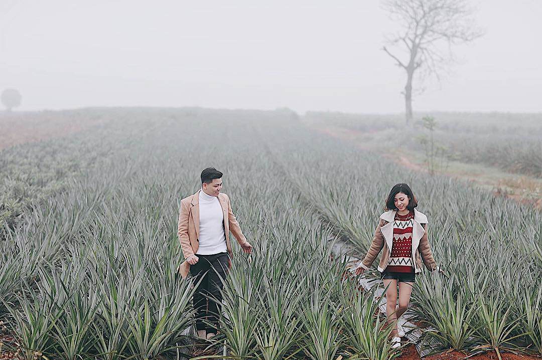 Đồi dứa amp;#39;xanh ngát xanhamp;#39; giữa núi non trùng điệp ở Ninh Bình - 1