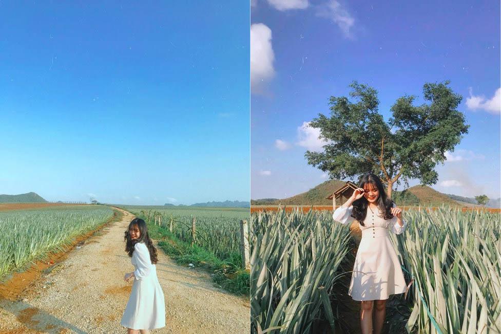 Đồi dứa amp;#39;xanh ngát xanhamp;#39; giữa núi non trùng điệp ở Ninh Bình - 8