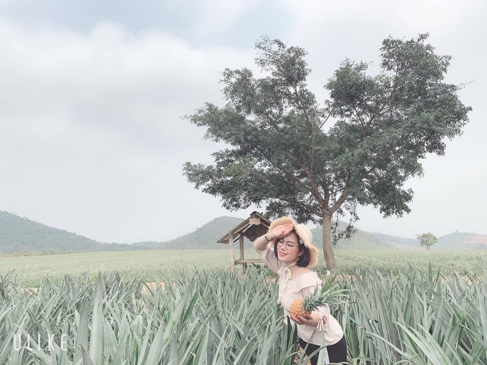 Đồi dứa amp;#39;xanh ngát xanhamp;#39; giữa núi non trùng điệp ở Ninh Bình - 6