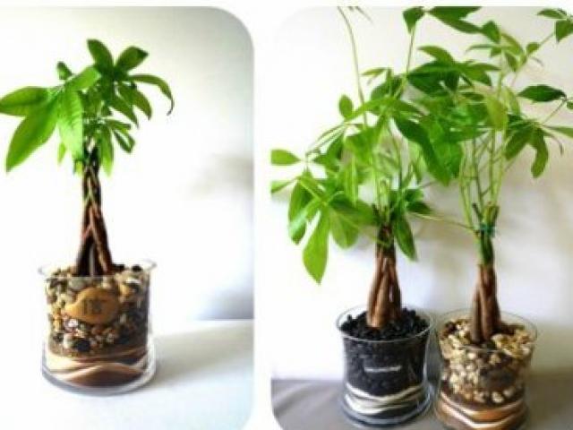 Cây kim ngân mang lại may mắn và tài lộc sinh sôi không phải ai cũng biết