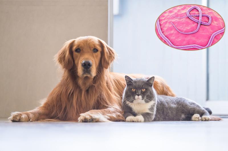 Bệnh giun sán nhiễm từ chó mèo là một bệnh nhiễm trùng lây truyền từ động vật sang người gây ra bởi giun tròn ký sinh thường tìm thấy trong ruột của chó (Toxocara canis) và mèo (T. cati). 
