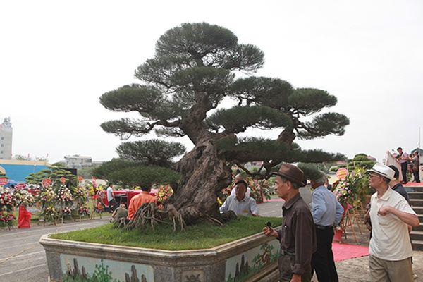 cay phi lao nhu &#34;cui kho&#34; ma tra tien ty chua ban - 2