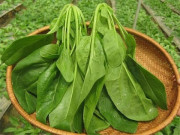 Sức khỏe - Cải bó xôi có những công dụng gì?