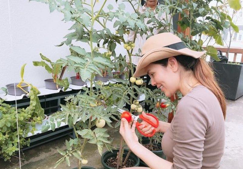 Trong vườn, bà mẹ 3 con thích nhất là trồng cà chua loại cây vừa dễ trồng vừa tốt cho sức khỏe. 
