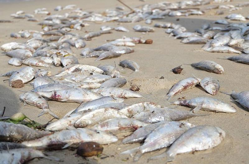 Những con cá bị ô nhiễm này xâm nhập vào cơ thể con người và các kim loại nặng quá mức sẽ tồn tại trong cơ thể con người và không thể thải ra ngoài. Sự tích tụ lâu dài của chất độc sẽ gây ra các bệnh gây ra khác.
