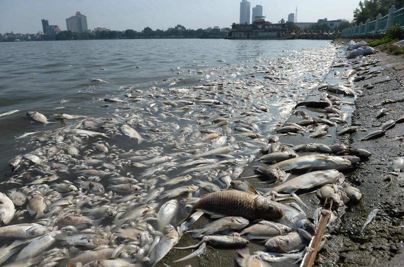 Ô nhiễm nước ngọt và nước biển ngày càng trở nên nghiêm trọng. Nhiều vật liệu kim loại nặng vượt quá tiêu chuẩn được thải ra dòng nước gây ô nhiễm nguồn nước và đầu độc các sinh vật sống trong nước như cá.
