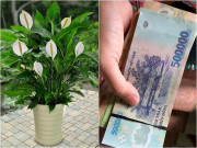Nhà đẹp - Chọn cây phong thủy hợp ngành nghề, tấn tài tấn lộc tiền ùa về như nước