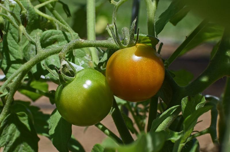 Nhiều người thích cà chua và chúng có rất nhiều tác dụng. Tuy nhiên, cà chua chưa chín có chứa chất solanine. Solanine là một ancaloit tương đối độc (trong mầm khoai tây có rất nhiều chất này).
