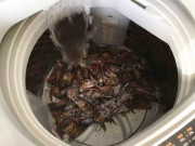 Bếp Eva - Xem clip dạy nấu ăn, cô nàng cho tôm vào máy giặt rửa khiến dân mạng tức "hộc máu"