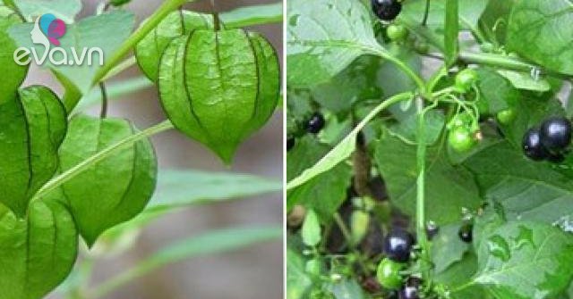 Thứ rau dại thành đặc sản, dễ nhầm với cây có độc