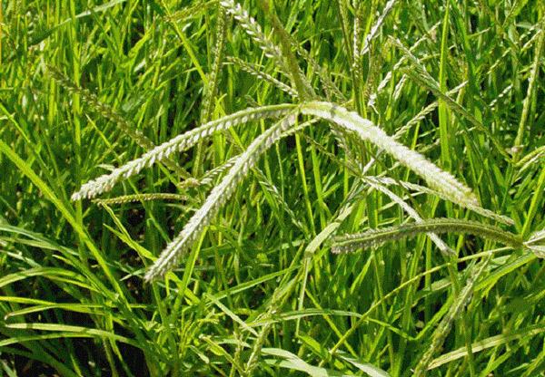 Cỏ mần trầu: Đặc điểm, tác dụng và cách sử dụng - 1