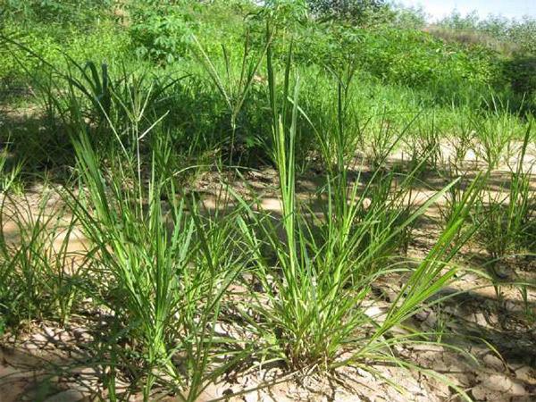 Cỏ mần trầu: Đặc điểm, tác dụng và cách sử dụng - 2