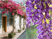 Nhà đẹp - 7 loại cây “xịn” như điều hòa, giúp nhà mát lịm dù trời nóng đổ lửa