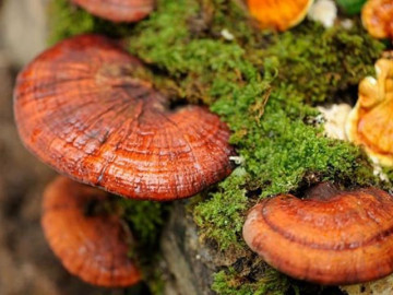 Tác dụng của nấm linh chi khiến người người ưa chuộng