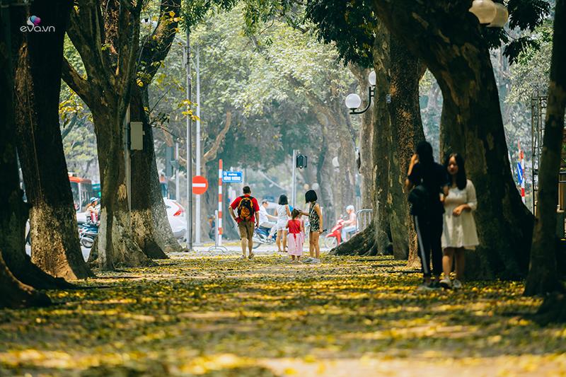 Tháng tư, tháng của mùa hè và những cơn mưa, tháng của hoa loa kèn, đây cũng là thời điểm con đường Phan Đình Phùng vào độ đẹp nhất trong năm.
