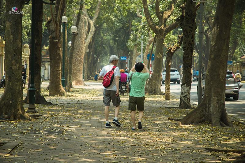 Hai du khách Hàn Quốc tỏ vẻ vô cùng thích thú khi đi dạo dưới tán cây, liên tục giơ máy lên chụp ảnh.
