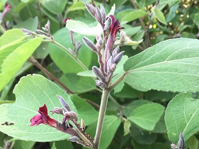 Cây an xoa: Đặc điểm, tác dụng và cách trồng