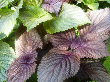 Cây tía tô: Đặc điểm, tác dụng và cách trồng tại nhà