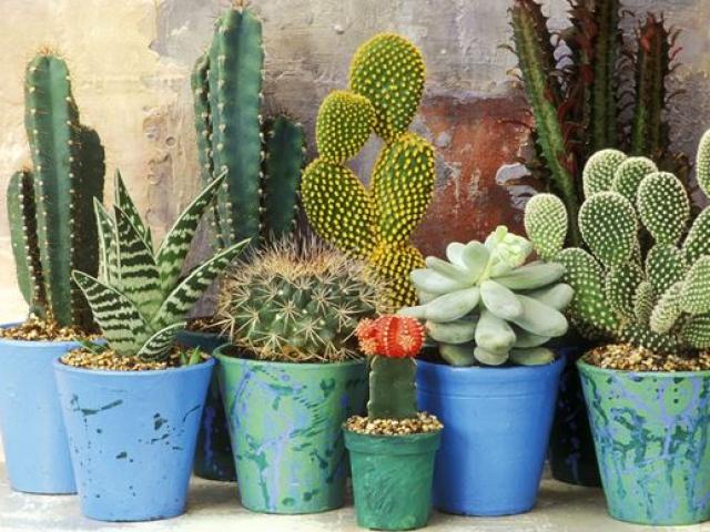 Cây xương rồng ý nghĩa và tác dụng kỳ diệu ít ai biết