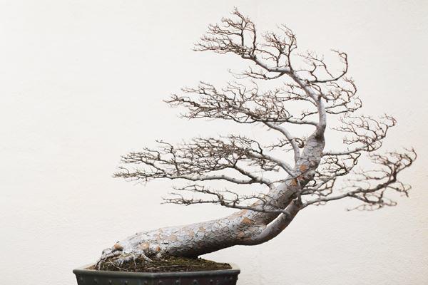 Cây bonsai và các dáng dây có ý nghĩa phong thủy tài lộc - 11