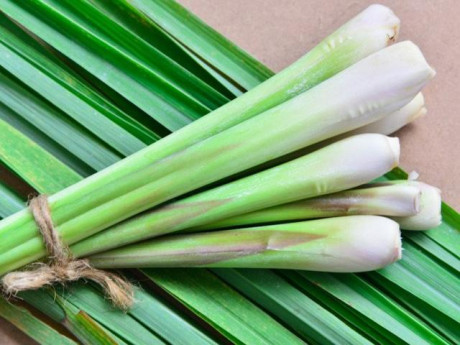 Cây sả đặc điểm, tác dụng và cách trồng chăm sóc