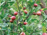 Nhà đẹp - Loại cây có đầy ở Việt Nam, sang TQ được bán giá gần gấp 50 lần