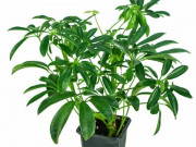 Nhà đẹp - Cây ngũ gia bì ý nghĩa phong thủy và tác dụng tới sức khỏe