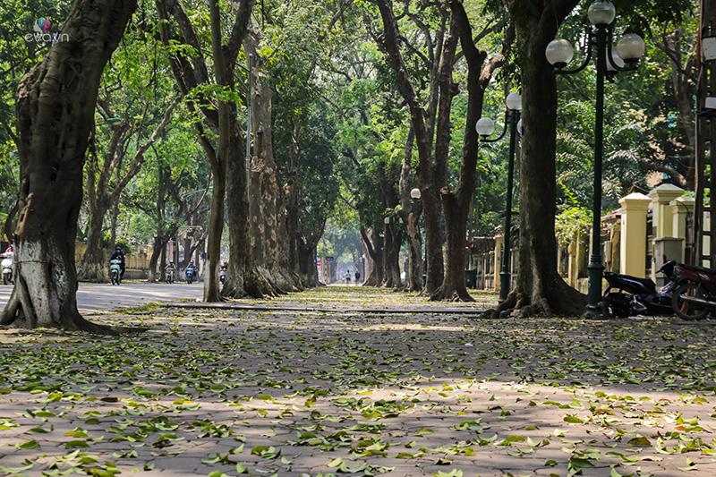 Vỉa hè đường Phan Đình Phùng có hẳn 2 hàng cây - một đặc điểm hiếm hoi ở Hà Nội. Khi các cặp đôi nắm tay nhau đi dạo dưới 2 hàng cây này, khung cảnh ngập tràn lãng mạn như trong bộ phim một thời vang bóng 'Bản tình ca mùa đông'.
