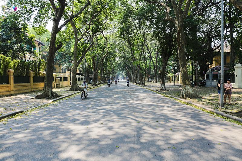 Được phủ kín 2 bên bằng hàng sấu lâu đời, chính vì vậy, ngày thường đường Phan Đình Phùng đã đẹp, đến mùa lá rụng lại càng trở nên 'tình' hơn.
