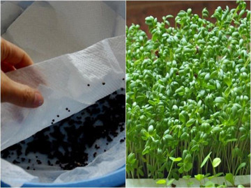 Lấy giấy ăn trồng rau mầm, 7 ngày sau rau mọc um tùm, xanh mướt