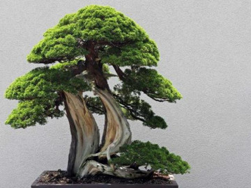 Cây tùng tác dụng và ý nghĩa trường thọ