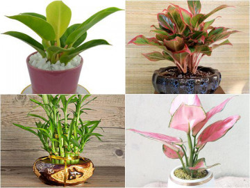 4 loại cây phát tài nên đặt trên bàn thờ tổ tiên, càng giàu càng nên đặt