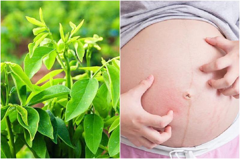 Tuy nhiên, những người đang mang thai không nên ăn rau ngót, bởi nó có chứa papaverin. Dược thư Việt Nam 2002 ghi rõ khuyến cáo: “Không dùng papaverin cho người có thai”. Nếu dùng rau ngót tươi hơn 30mg có thể gây co thắt tử cung và dễ dẫn đến sảy thai.


