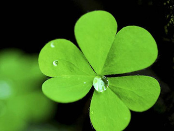 Cỏ ba lá: Đặc điểm, tác dụng và cách trồng