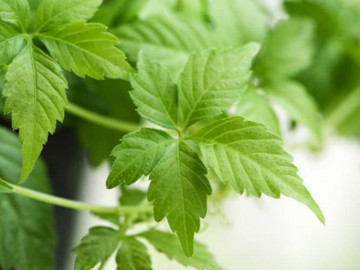 Giảo cổ lam: Tác dụng đối với sức khỏe và cách sử dụng