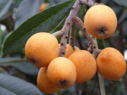 Nhà đẹp - Trồng nhót tây, loại quả lạ lẫm với người Việt, thu hơn nửa tỷ đồng mỗi năm