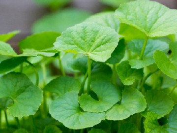 Uống nước rau má giải nhiệt, nhiều người mắc sai lầm mà không biết