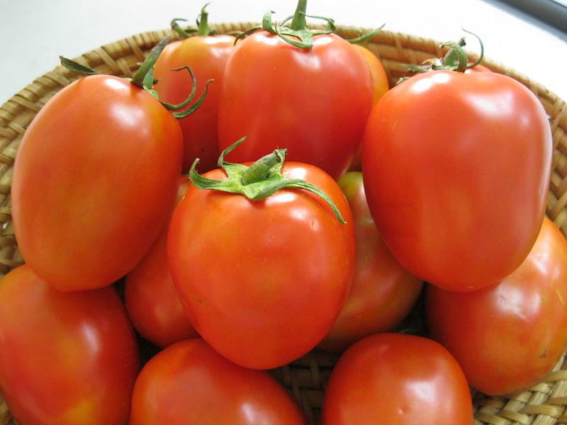 Cà chua là 1 trong top 10 những loại quả có lợi cho đôi gò bồng đảo ở tuổi dậy thì. Cà chua có các  vitamin B, C, E sẽ ngăn ngừa  chảy xệ lão hóa biến dạng của bộ ngực, và nó cung cấp dưỡng chất tăng độ đàn hồi, hỗ trợ tuyến vú phát triển.
