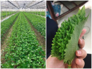 Nhà đẹp - Cứ đếm lá lấy tiền từ loài rau thơm mọc nhan nhản ở Việt Nam