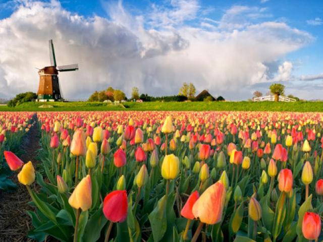 Quy trình sản xuất củ giống hoa tulip Hà Lan