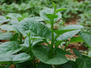 Sức khỏe - Mồng tơi, "rau vua" của ngày hè vì sao người sỏi thận lại không nên ăn?