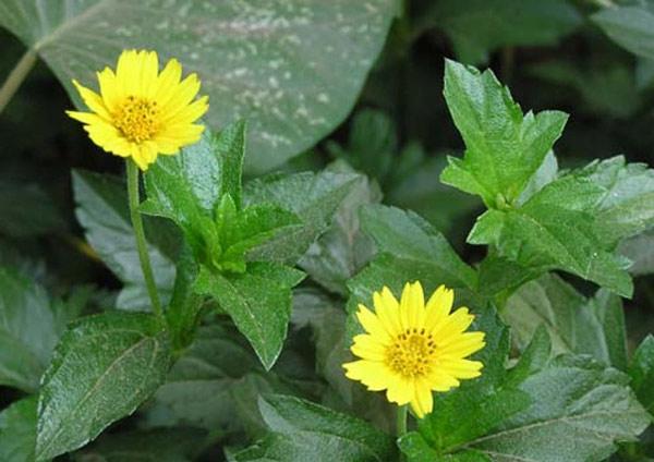 Cây sài đất: Đặc tính, tác dụng và các bài thuốc hay - 1