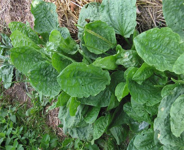 Cây mã đề:  Đặc điểm, tác dụng và cách trồng - 3